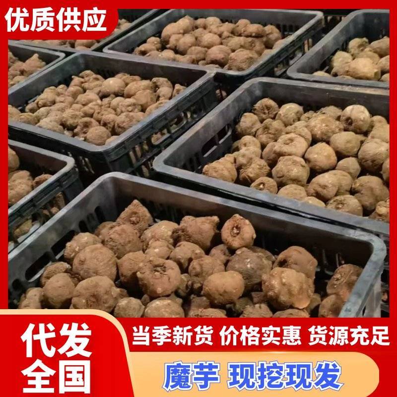 基地直供，花魔芋一代，二代种子，商品魔芋。全国发货
