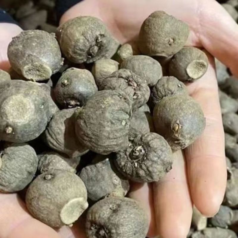 基地直供，花魔芋一代，二代种子，商品魔芋。全国发货