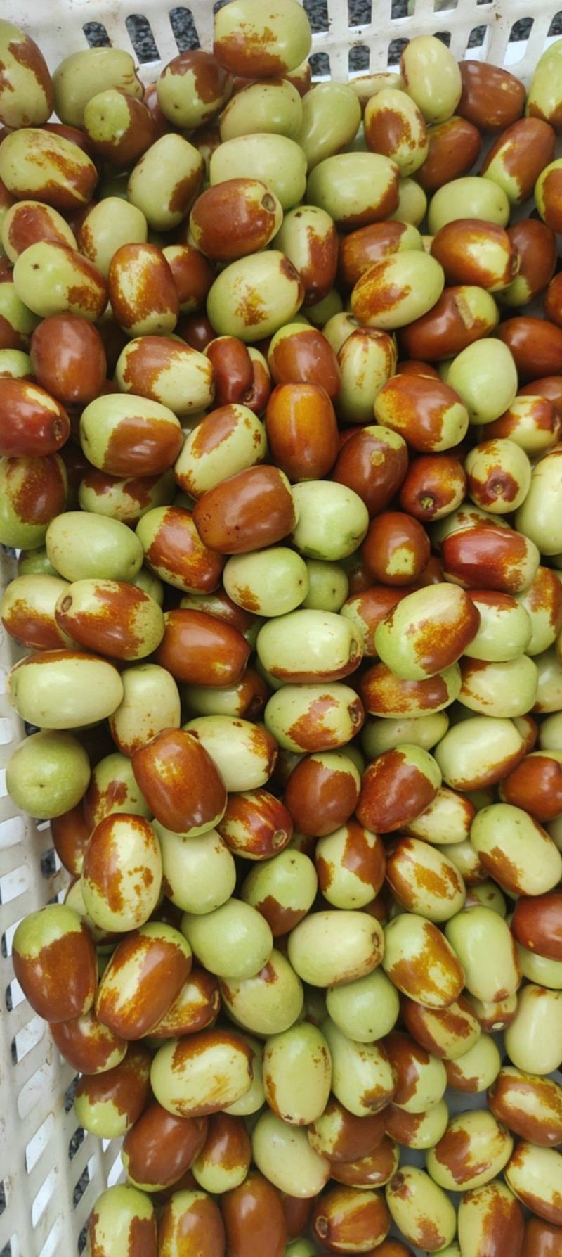 朝阳大枣