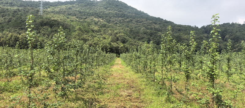 【优质】青砧苹果秦脆、华硕、红思尼克全品种提供技术指导