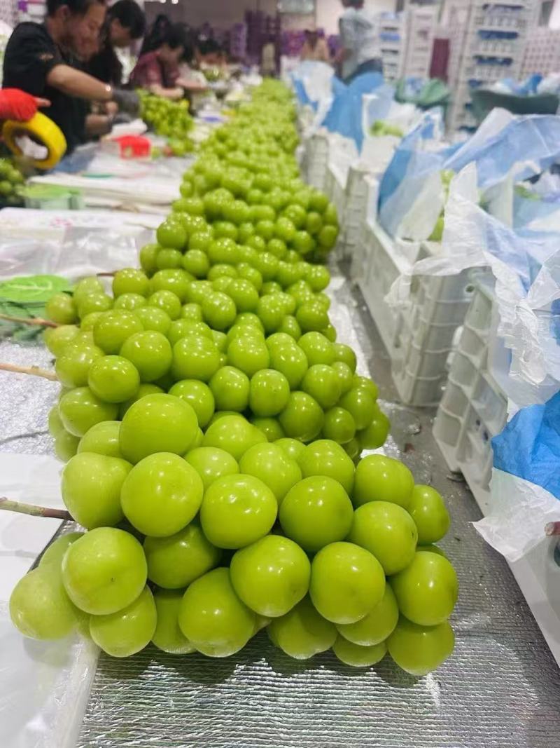 阳光玫瑰大量供应品质优甜度高支持视频看货欢迎来电咨询