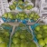 阳光玫瑰大量供应品质优甜度高支持视频看货欢迎来电咨询