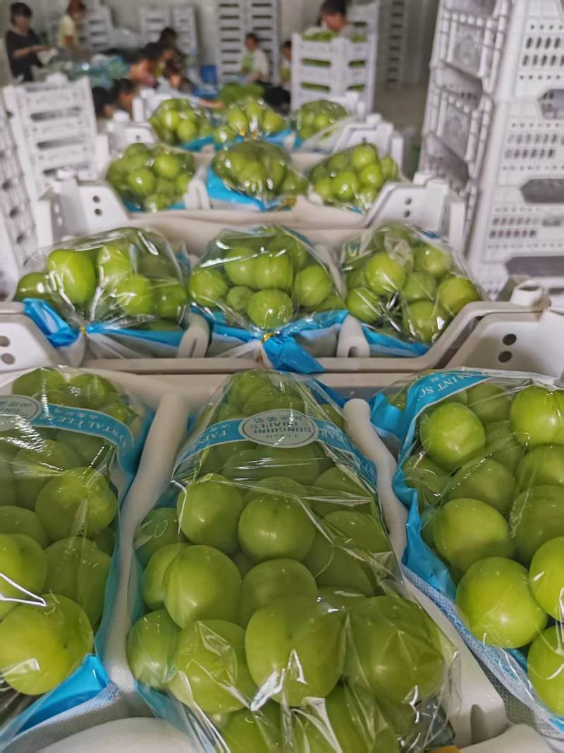 阳光玫瑰大量供应品质优甜度高支持视频看货欢迎来电咨询