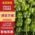 厚皮方椒圆椒太空椒青彩椒甜椒全国发货产地直发