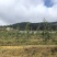 青砧瑞香红苹果苗