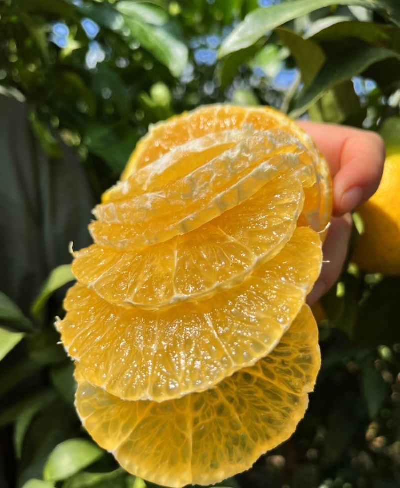 【实力供货】爱媛橙果冻橙皮薄多汁代发全国