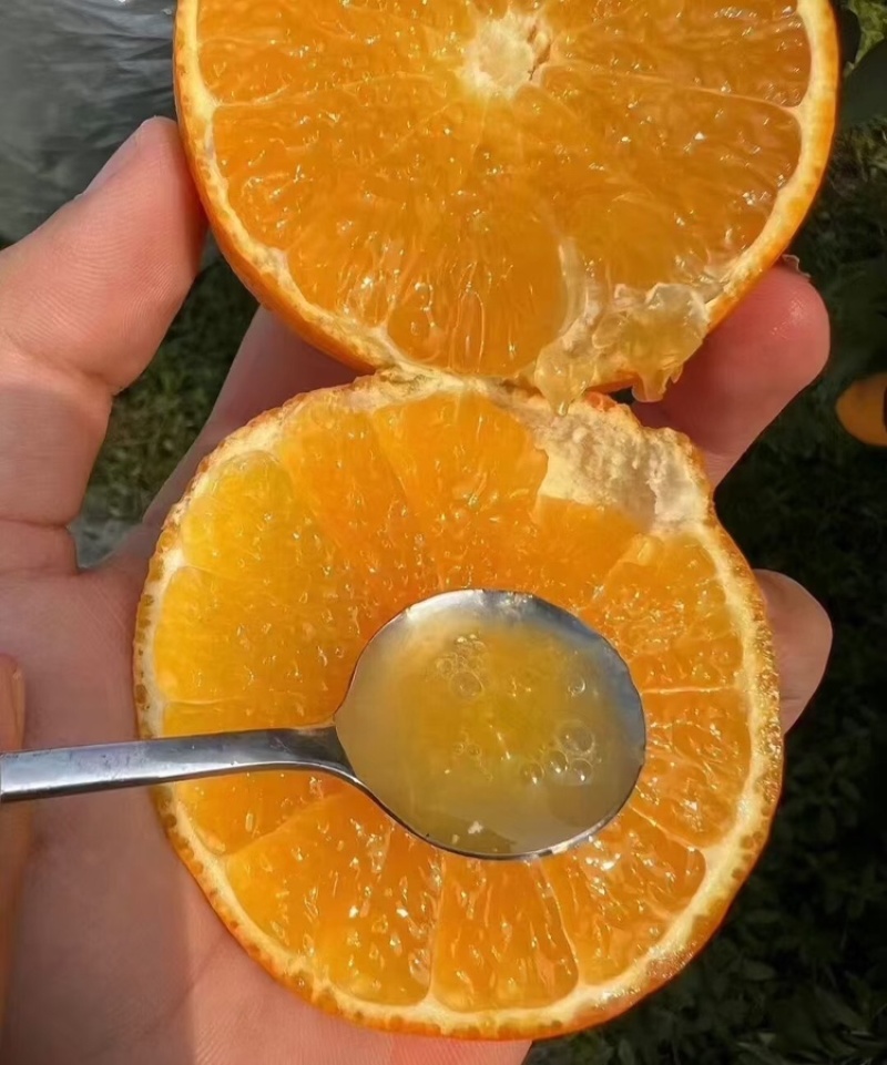 【实力供货】爱媛橙果冻橙皮薄多汁代发全国