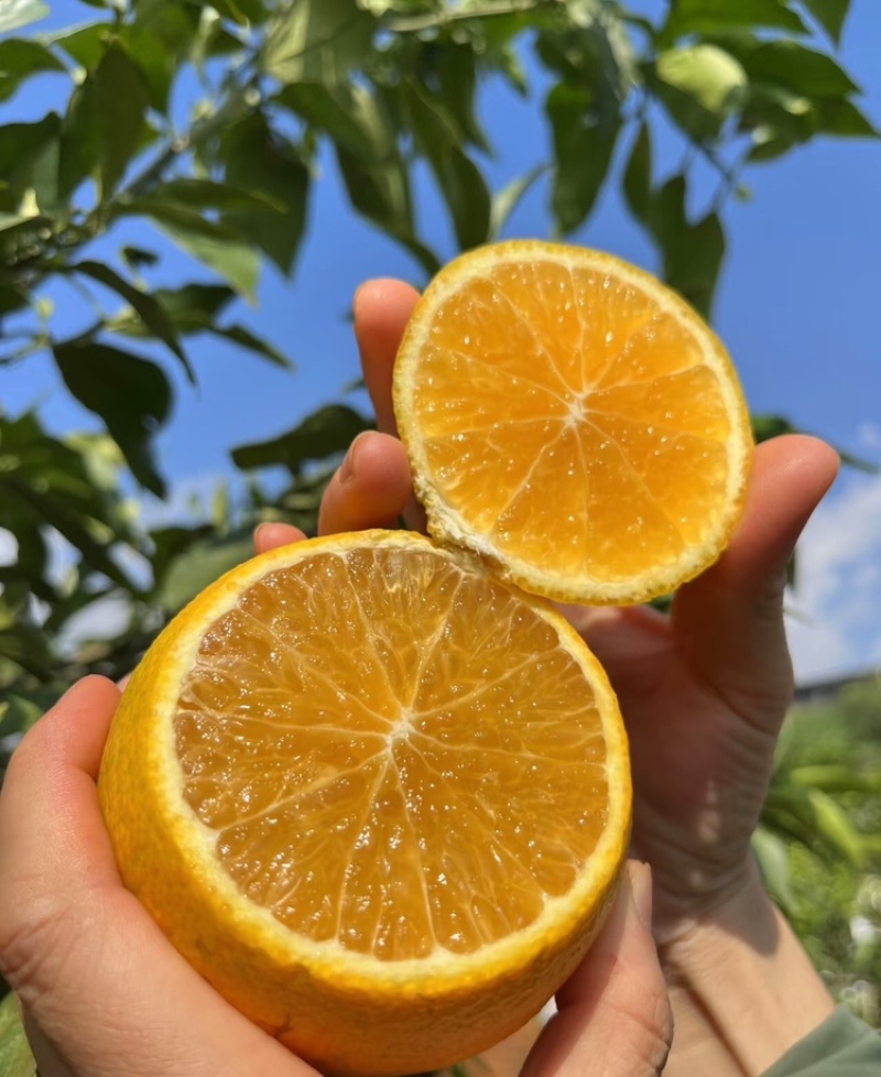 【实力供货】爱媛橙果冻橙皮薄多汁代发全国