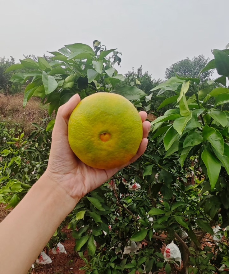 【实力供货】爱媛橙果冻橙皮薄多汁代发全国