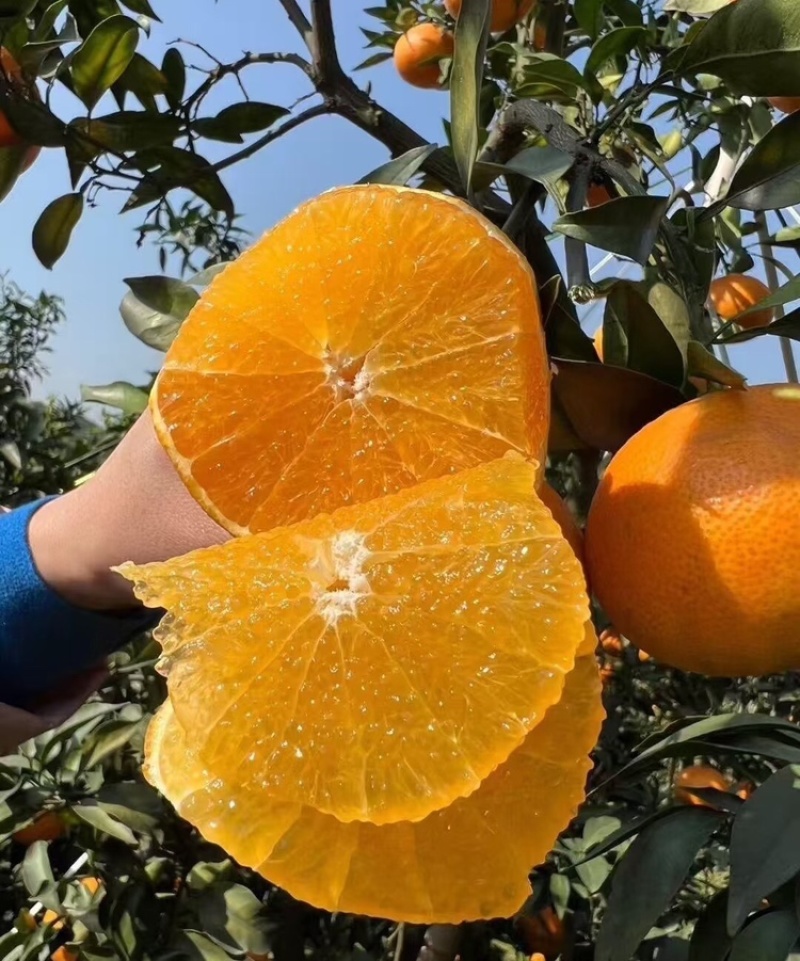 【实力供货】爱媛橙果冻橙皮薄多汁代发全国