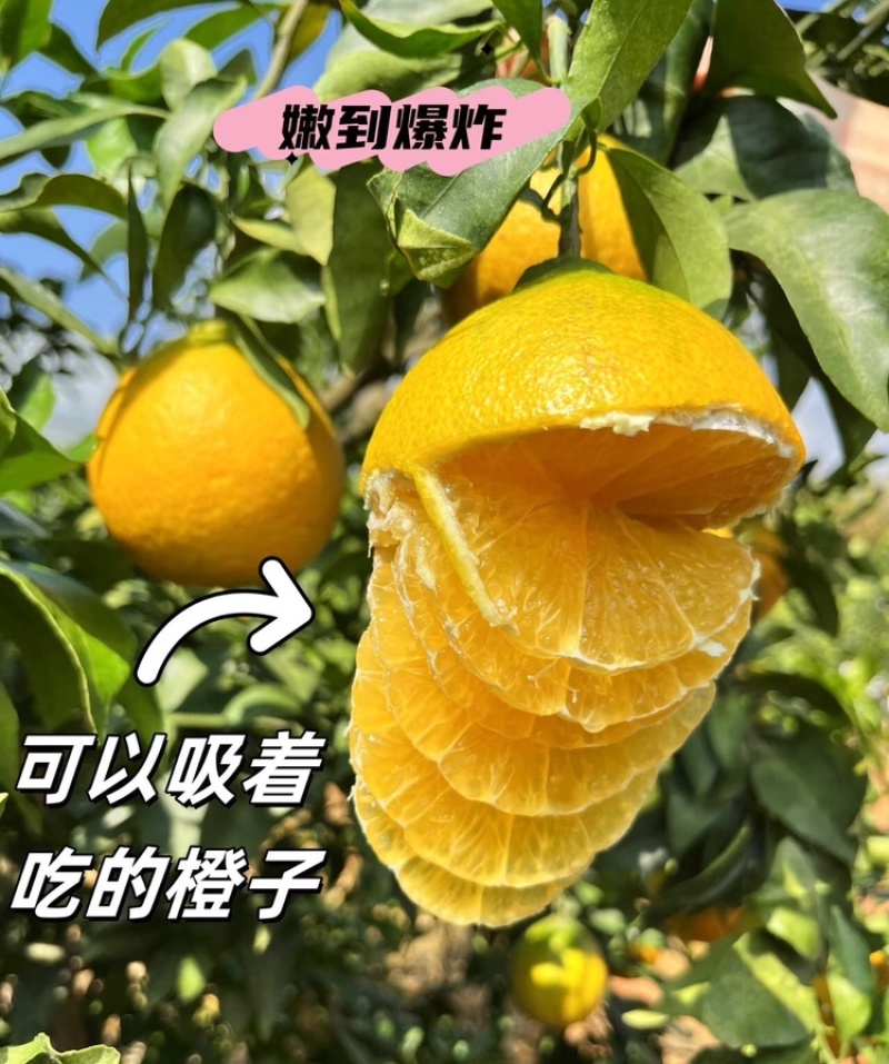 【实力供货】爱媛橙果冻橙皮薄多汁代发全国