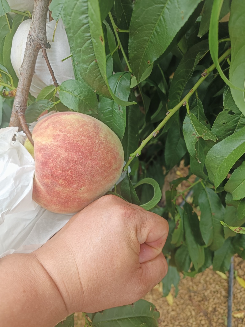 沂蒙冬桃