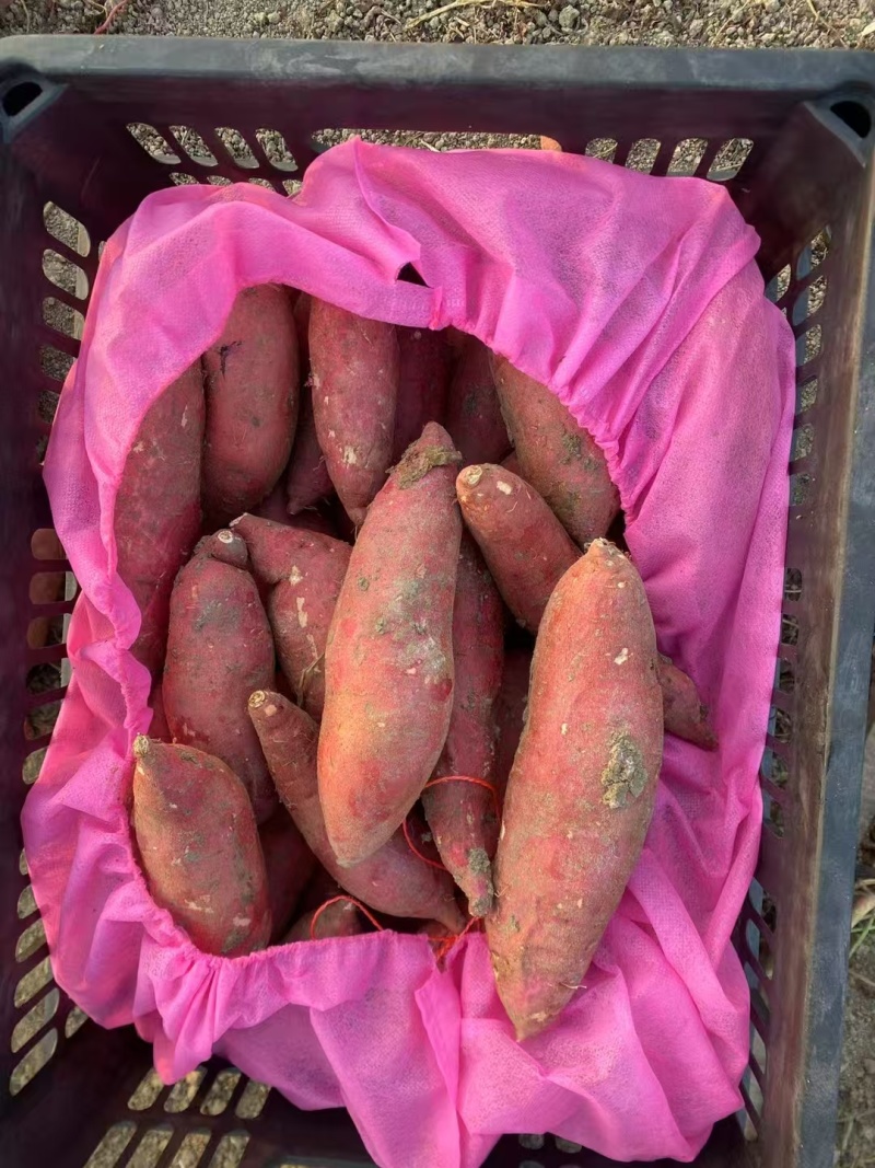 精品红著