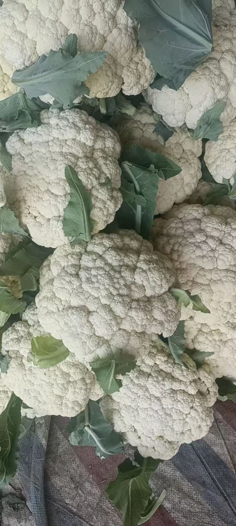精品有机花菜