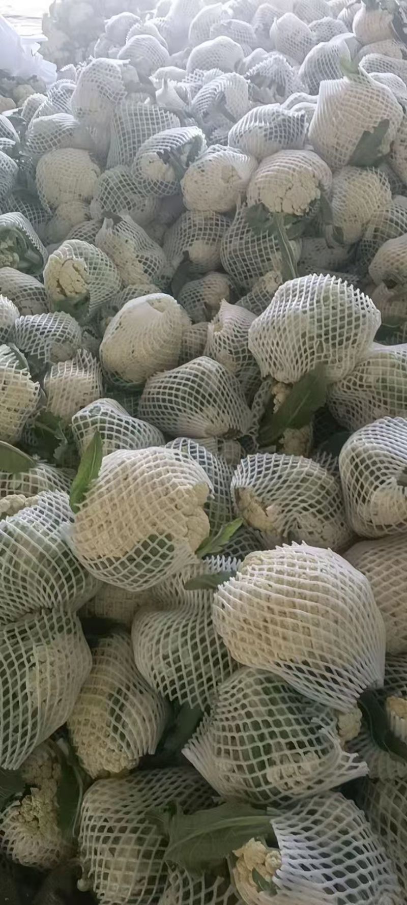 精品有机花菜