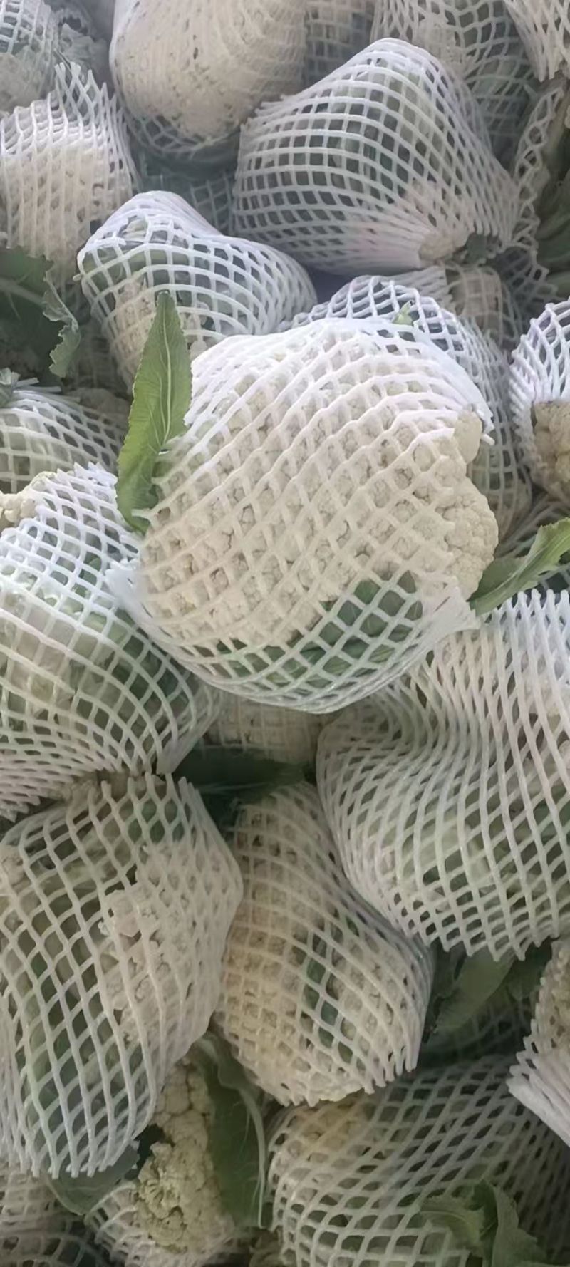 精品有机花菜