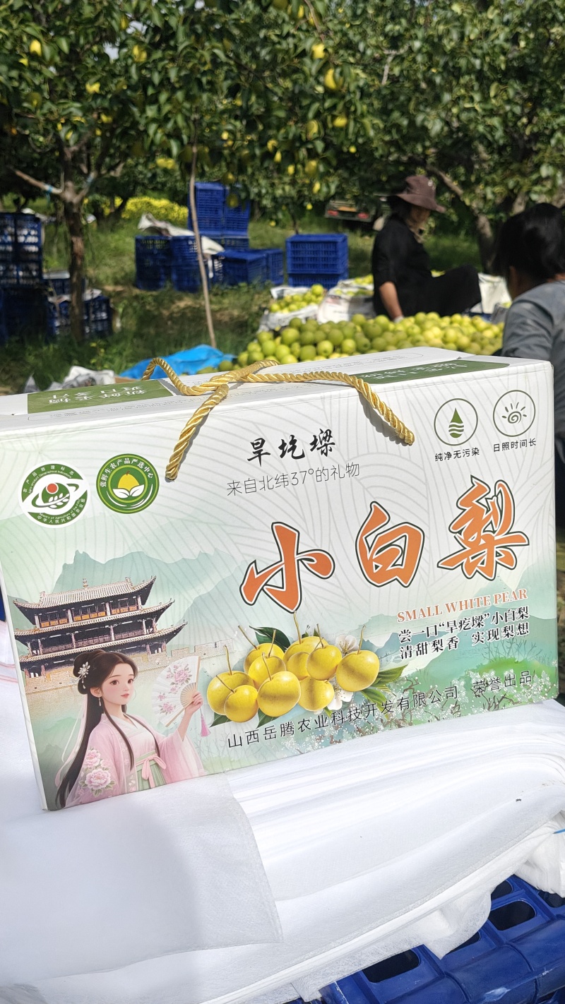 旱圪墚果园香水小白梨