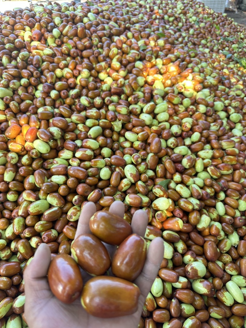 朝阳大枣