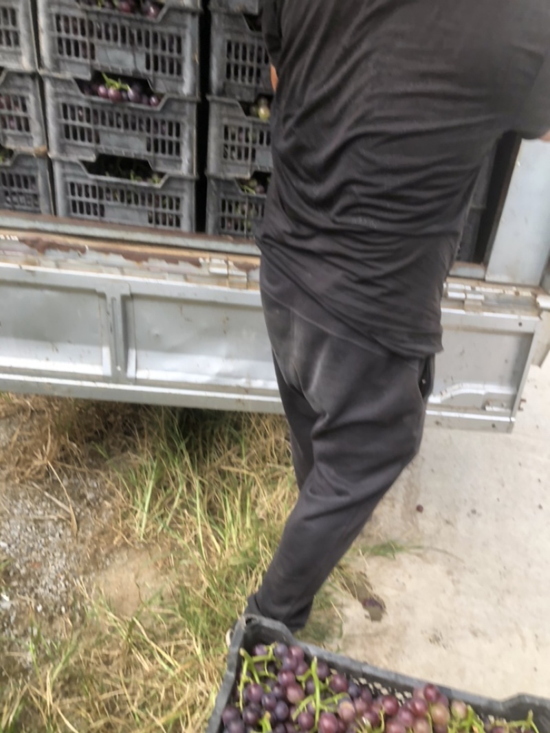 巨丰葡萄大量上市质量好口感甜，需要的联系