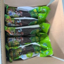 一件代发黑糯玉米，18根装批发市场，大量有货