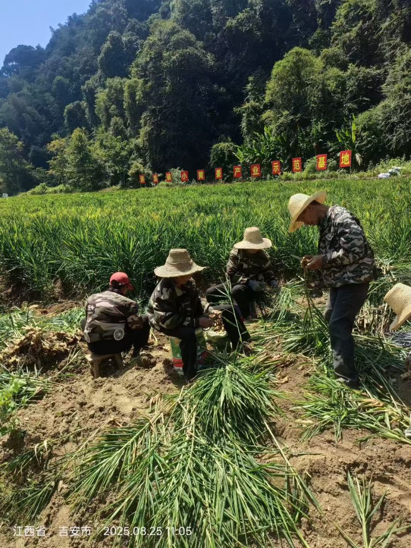 小黄姜10万斤批发零售