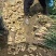 小黄姜10万斤批发零售