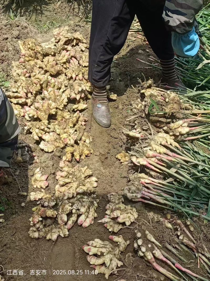 小黄姜10万斤批发零售