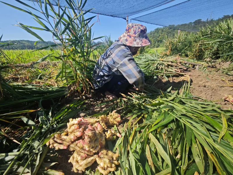 小黄姜10万斤批发零售