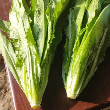 精品油麦菜