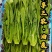 精品油麦菜
