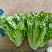 意大利生菜