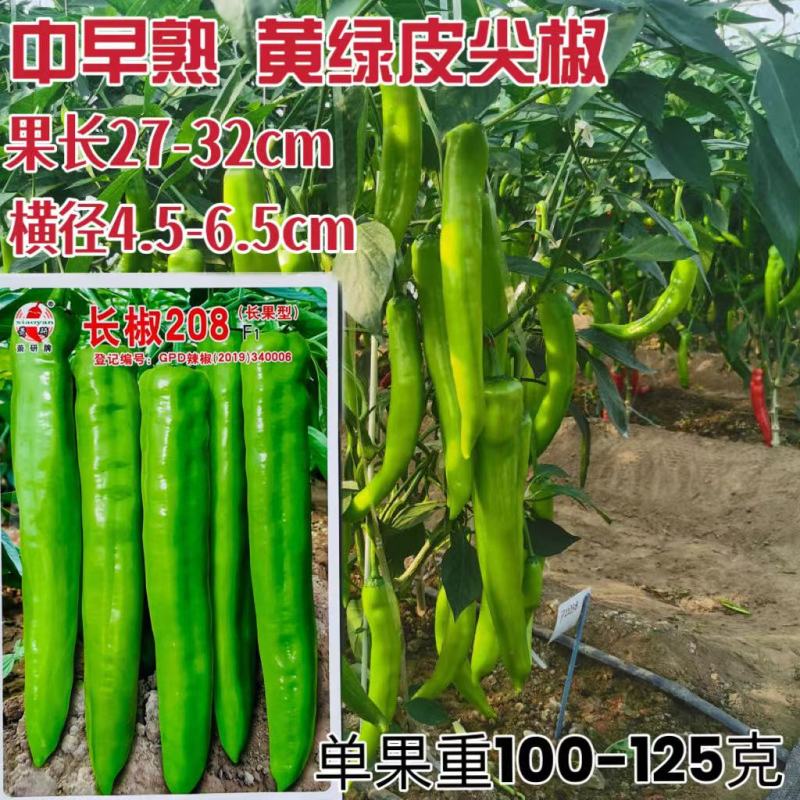长椒208种子中早熟黄绿皮大果长型牛角椒菜椒种子