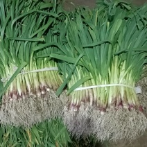 精品红根蒜苗