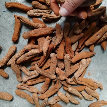 茄参海参烘干出数量大价优/可视频看货/欢迎咨询