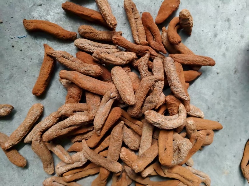 茄参海参烘干出数量大价优/可视频看货/欢迎咨询