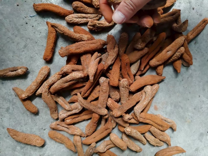 茄参海参烘干出数量大价优/可视频看货/欢迎咨询