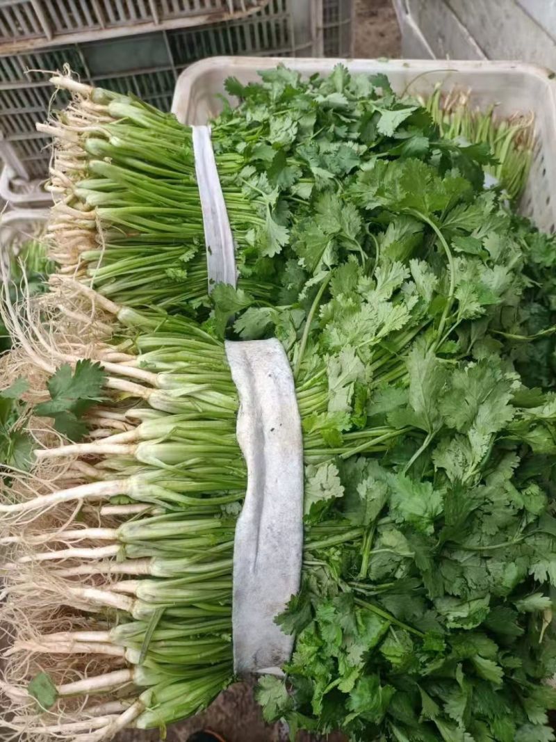 精品香菜