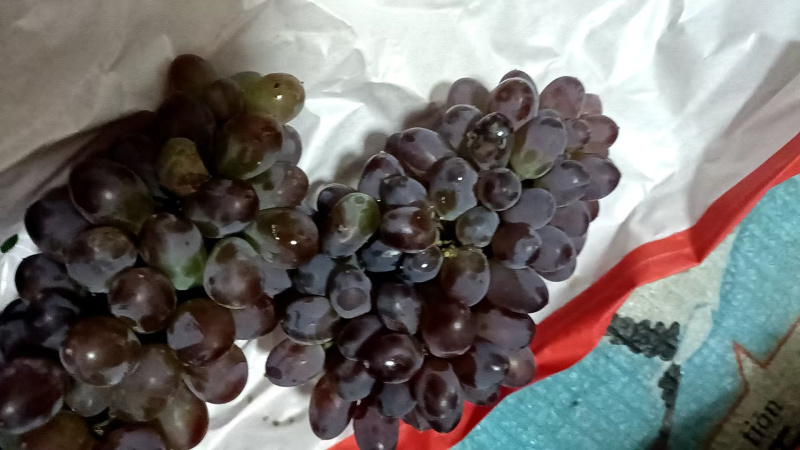 【酸甜多汁】云南蜜橘无核薄皮橘子青皮桔子时令水果当季现货现摘