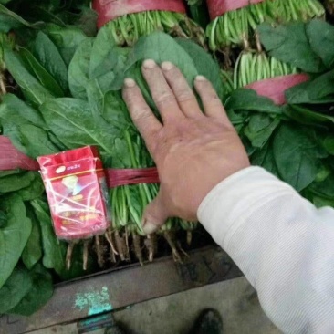棈品菠菜