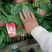 棈品菠菜