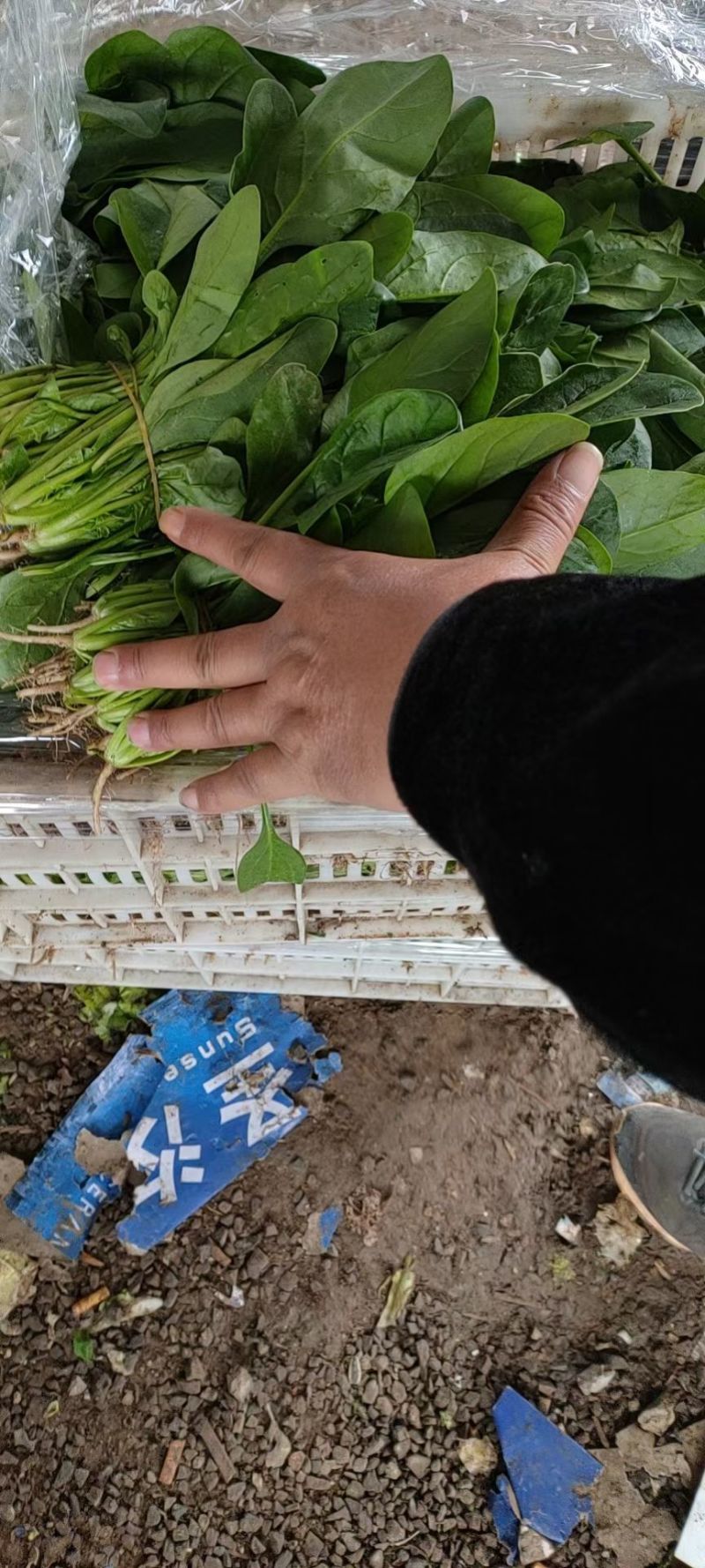 棈品菠菜