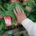 棈品菠菜