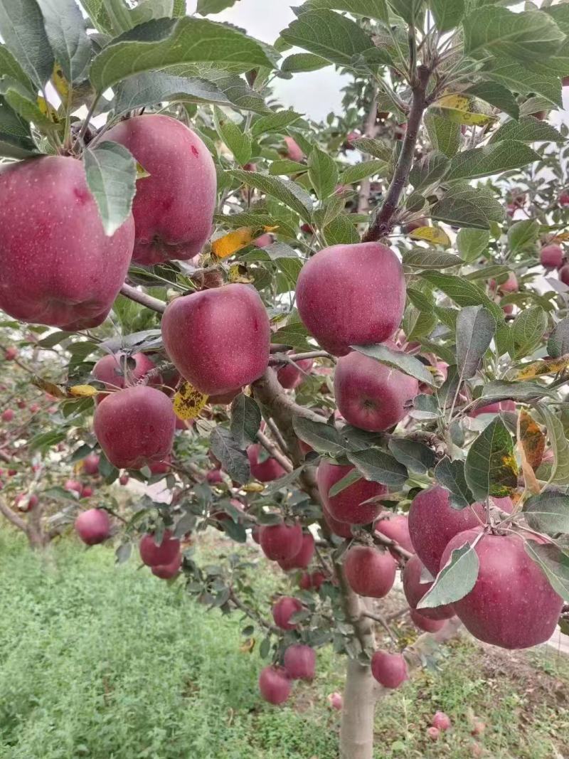 甘肃天水花牛苹果上市中