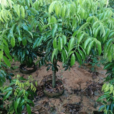 荔枝苗桂味荔枝精品树型苗大杯苗运输保水移栽成活率高