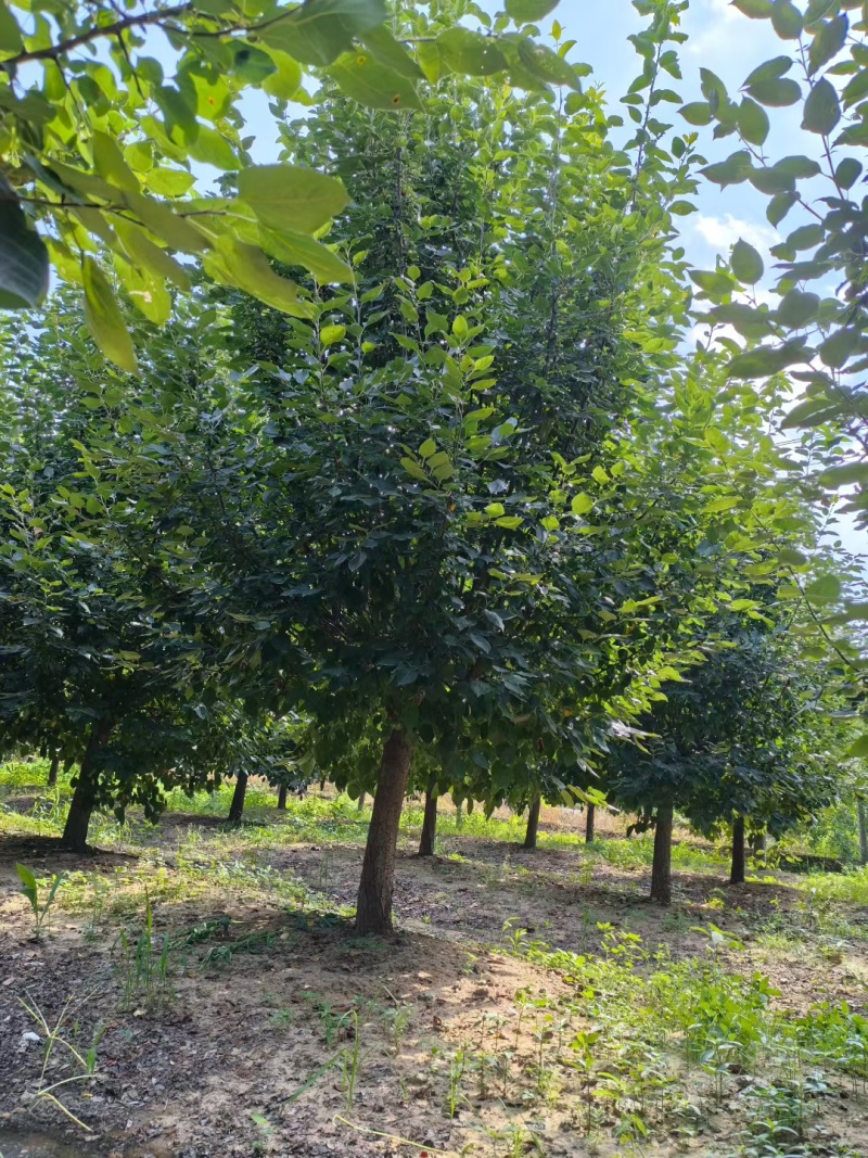 垂丝海棠，沂蒙垂丝海棠，小叶垂丝海棠，大叶垂丝海棠