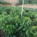 荔枝苗桂味荔枝精品树型苗大杯苗运输保水移栽成活率高