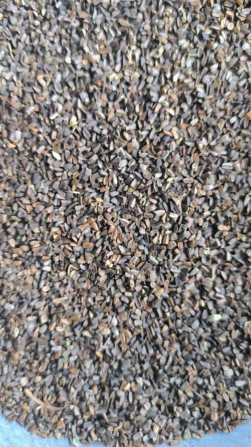 茺蔚子小胡麻中药材批发茺蔚子质量保证量大从优