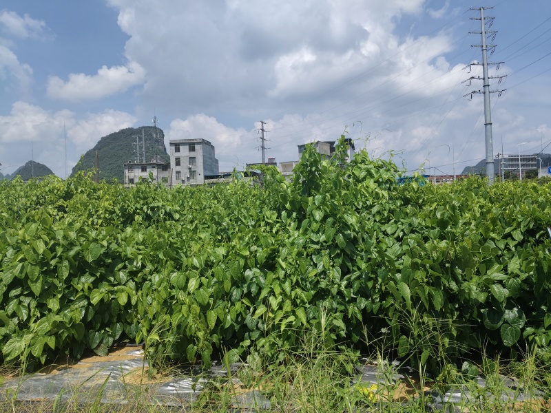天等富硒星油藤茶