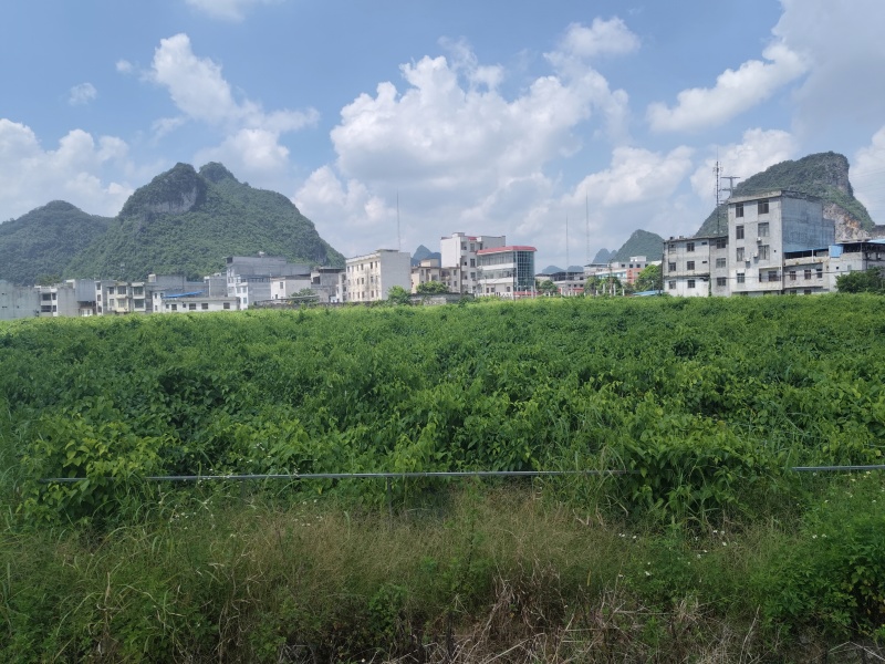 天等富硒星油藤茶