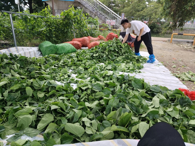 天等富硒星油藤茶